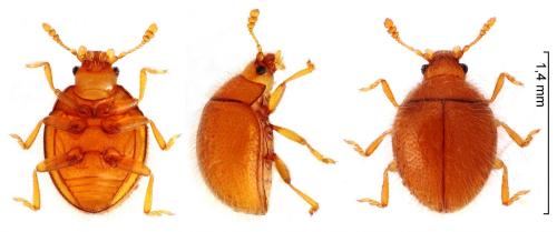 Réf. 241 327 : Sphaerosoma quercus